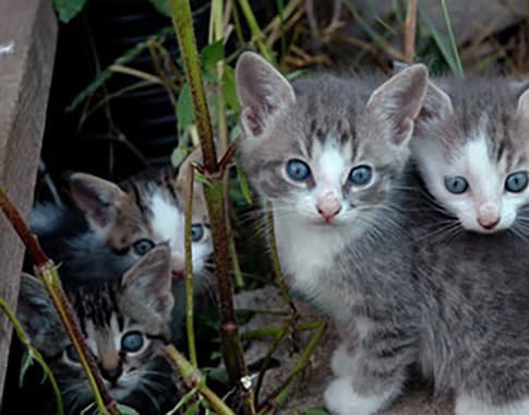 Community Cats Community Cats
