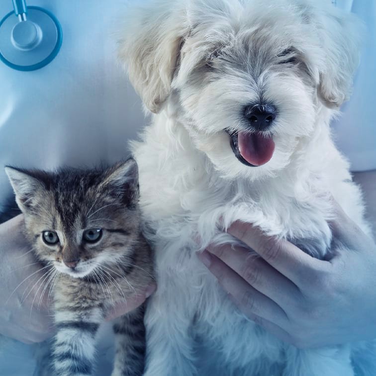 Portrait of dog and cat